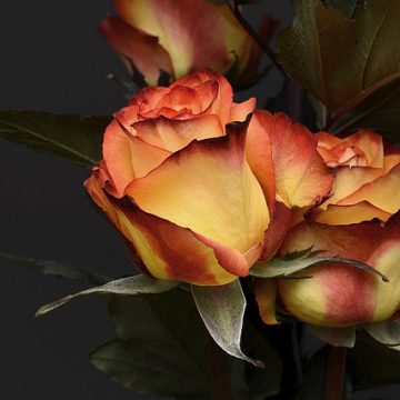 חילוץ מתקיעות עסקית – תוכנית עסקית שלב 5